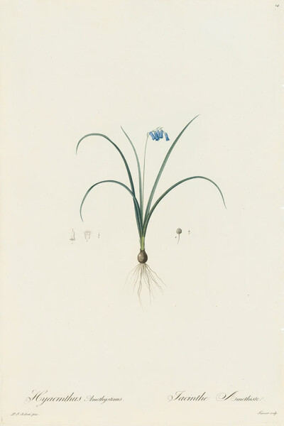 RedoutéLes Lilacées Pl.14，西班牙矮人Hyacinth