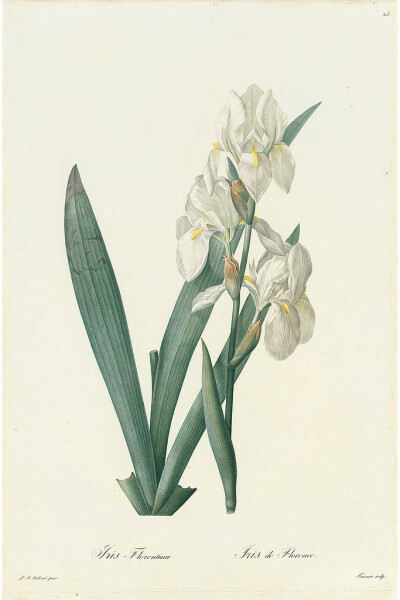 RedoutéLes Lilacées Pl.23，White Iris