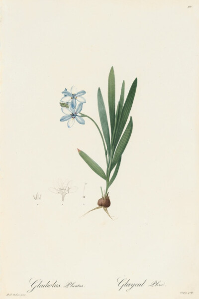 红莲花Les Lilacées Pl.90，硬唐菖蒲