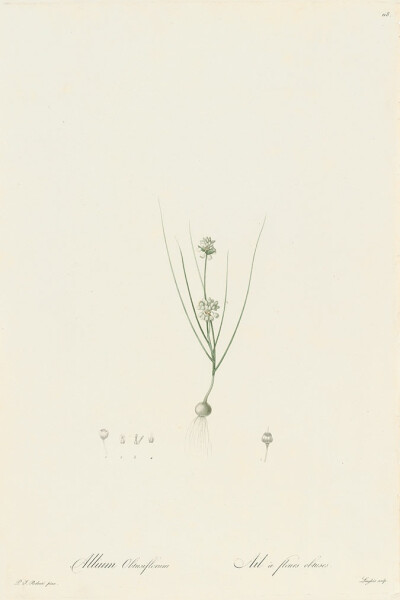 红百合Lilacées Pl.118，钝花韭菜