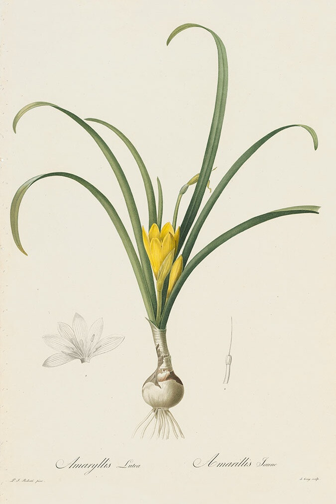 RedoutéLes Lilacées Pl.148，黄色Amaryllis