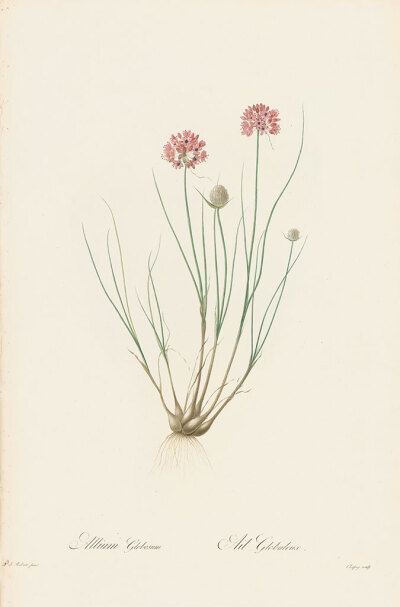 红蒜粉LesLilacées Pl.179，球形大蒜