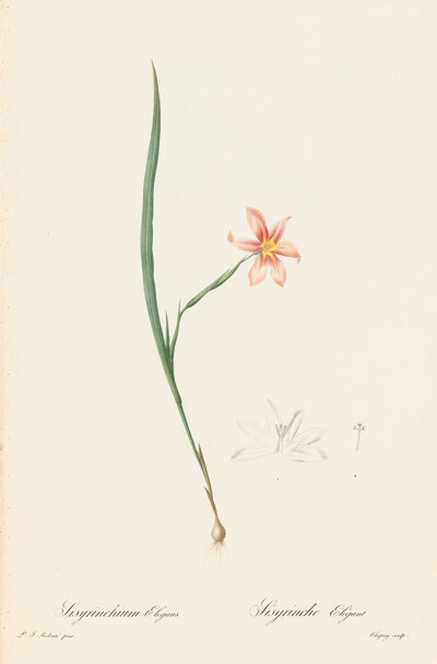 RedoutéLes Lilacées Pl.171，“优雅的同立菌”