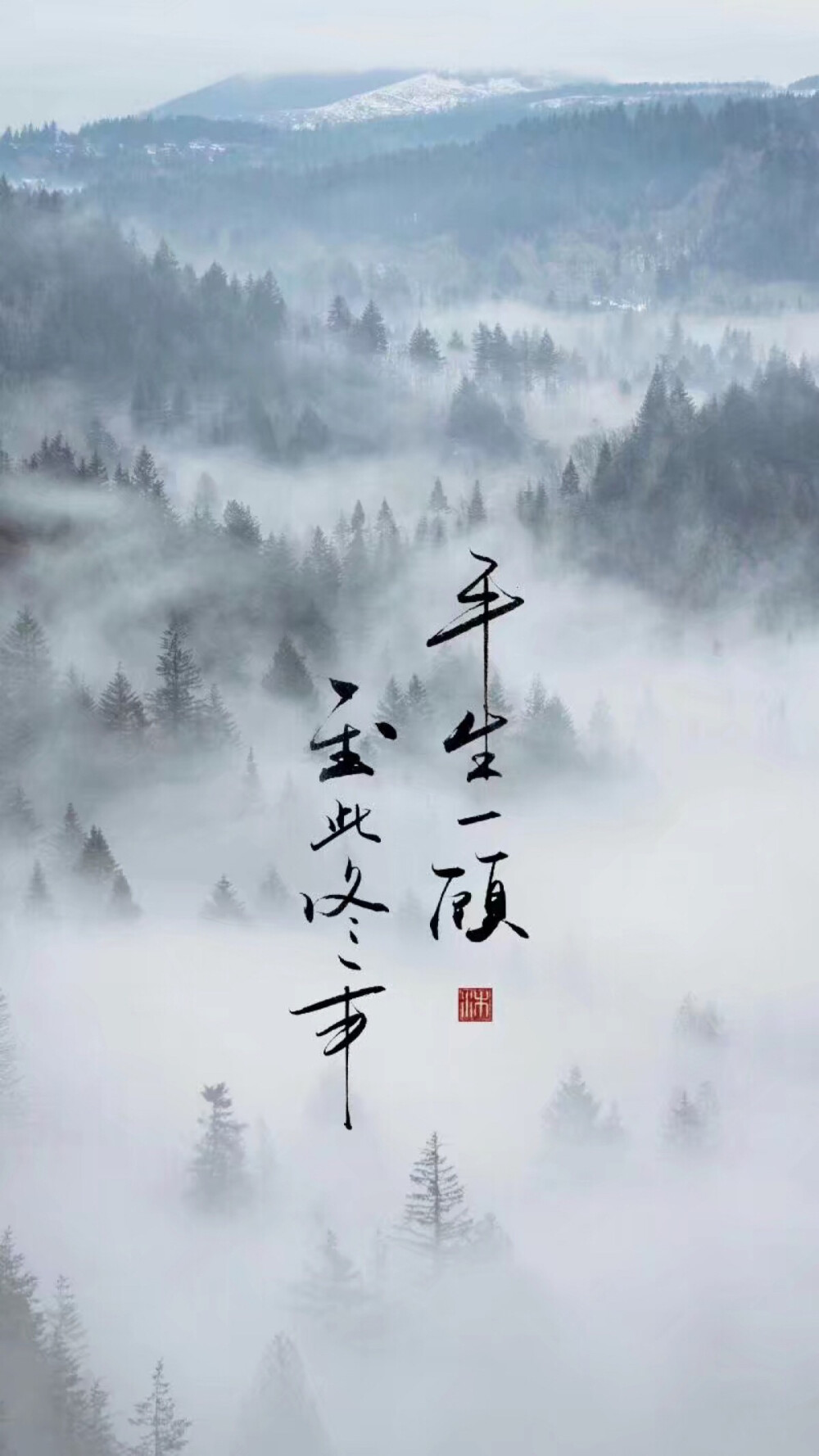 陈诺，字，全屏壁纸