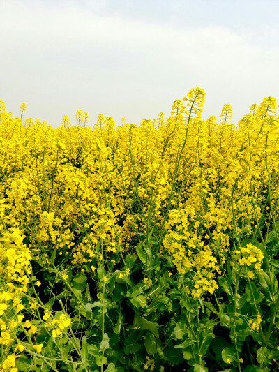 消泗油菜花