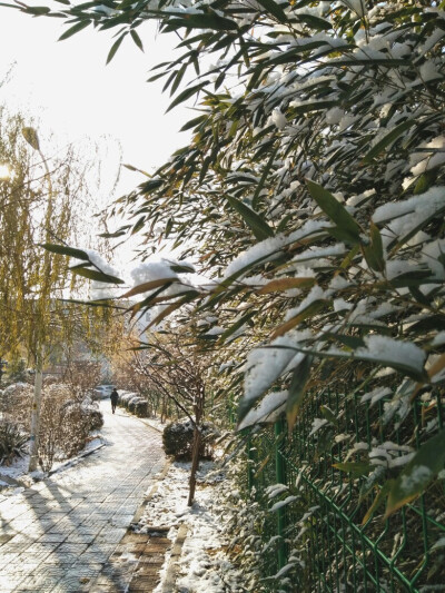 雪の朝