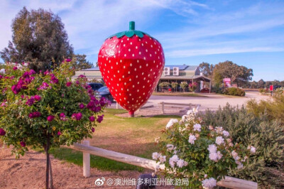 #墨墨采摘季# The Big Strawberry，绝对是草莓迷们的朝圣天堂！看见巨型草莓 就代表你找对啦！占地500平方米的建筑内全是和草莓相关的美味，每一位吃货都能在找到属于自己的“莓”丽人生！ 除了采摘外，这里还设有儿…