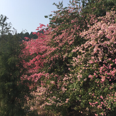 学校的花 好好看