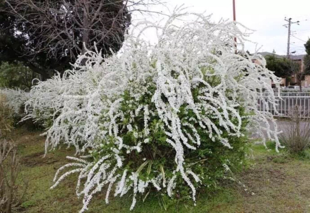 雪柳主要产于河北、河南一带，又叫「五谷树」，可以说是一种神奇的植物，它在春天里盛开米粒大的雪白的繁花，在秋天结出形状各异的果实，而这形状各异的果实，有的像稻谷、黄豆、玉米等...尤其是它会随着年景、节气的变化而长出形状各异的果实。
民间传说如果结的果实像稻子，就意味着来年稻谷丰收；丰收了，就能打胜仗了。所以，五谷树的花语为殊胜。后来虽经植物学家研究，这种功效实为人们的想象，但仍不失为一段有趣的轶闻。