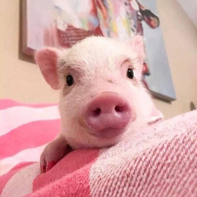 小猪小猪.可爱.萌宠.粉色