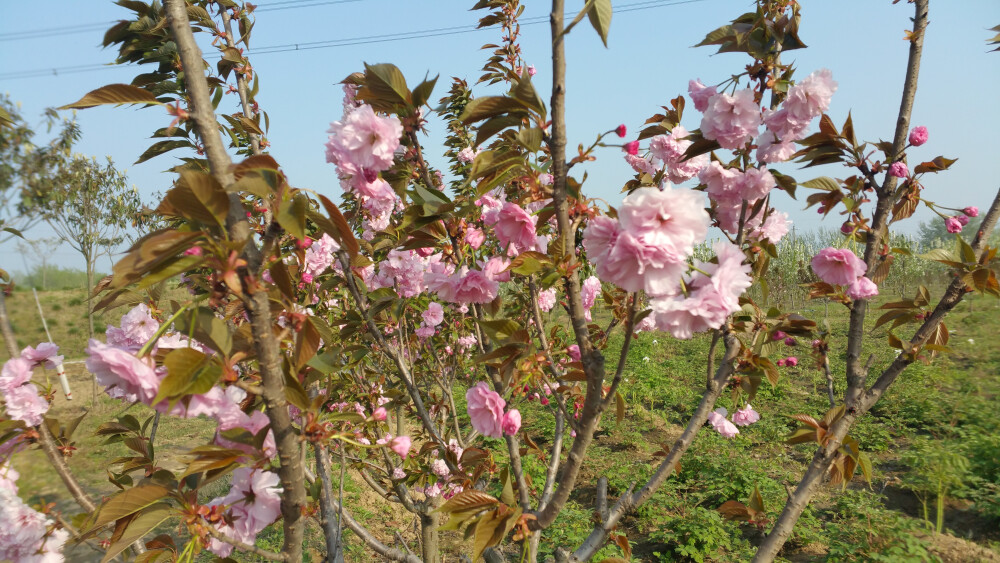 樱花烂漫