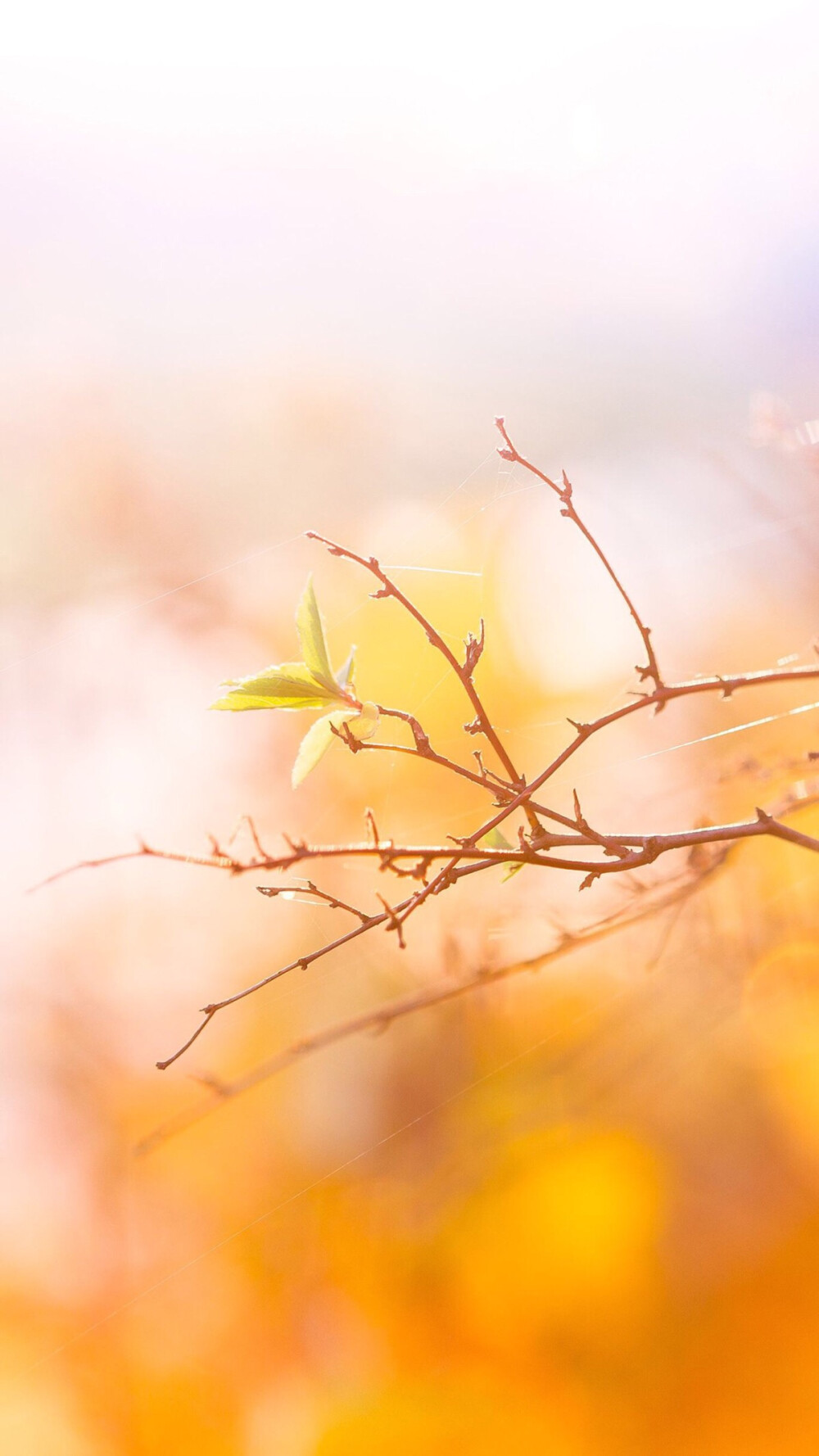 高清壁纸在线更新 - 堆糖,美图壁纸兴趣社区