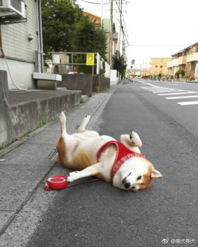 头像 搞怪 动物 柴柴 柴犬