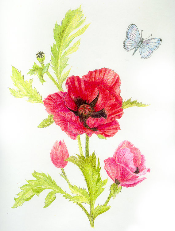 红色波比和蝴蝶-自然彩色铅笔绘图