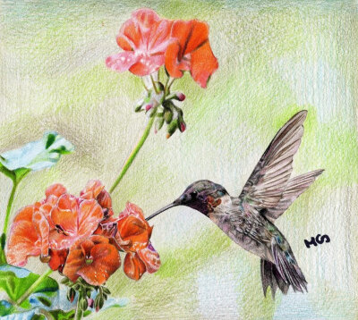 【蜂鸟】西拉的彩铅画