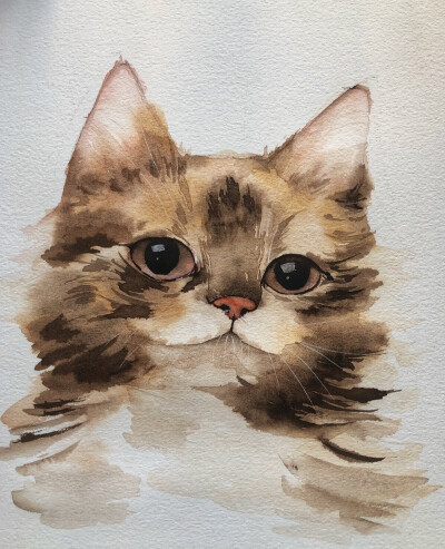 水彩手绘，缅因猫，萌仔开绘啦临摹