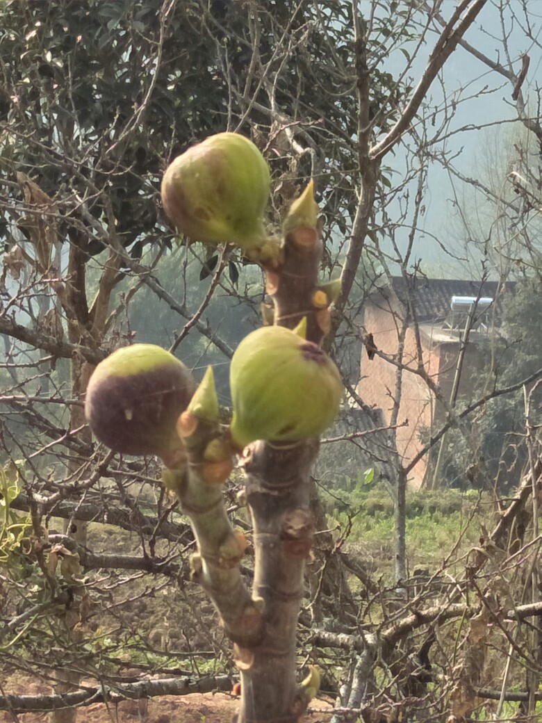 野生无花果