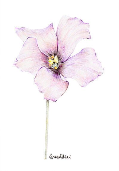 植物艺术、粉红莲花画与紫色原创铅笔艺术