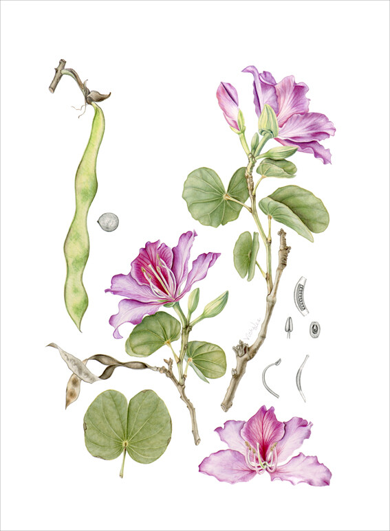 紫荆花李约翰斯顿