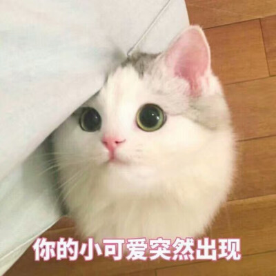 你的小可爱