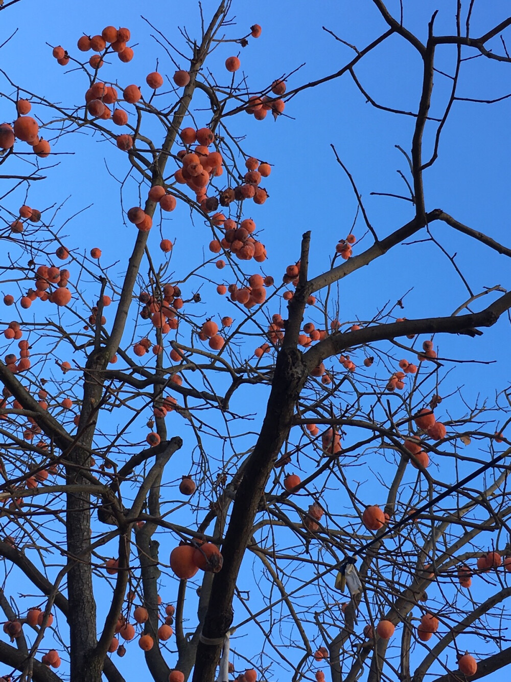 乡村 柿子树