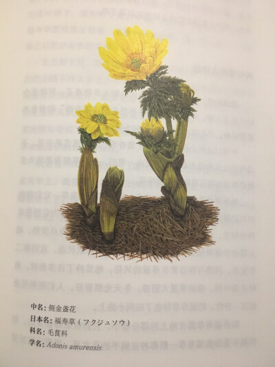 《四季有花》侧金盏花