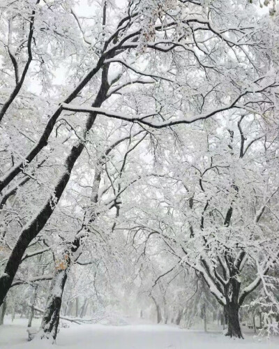 大雪