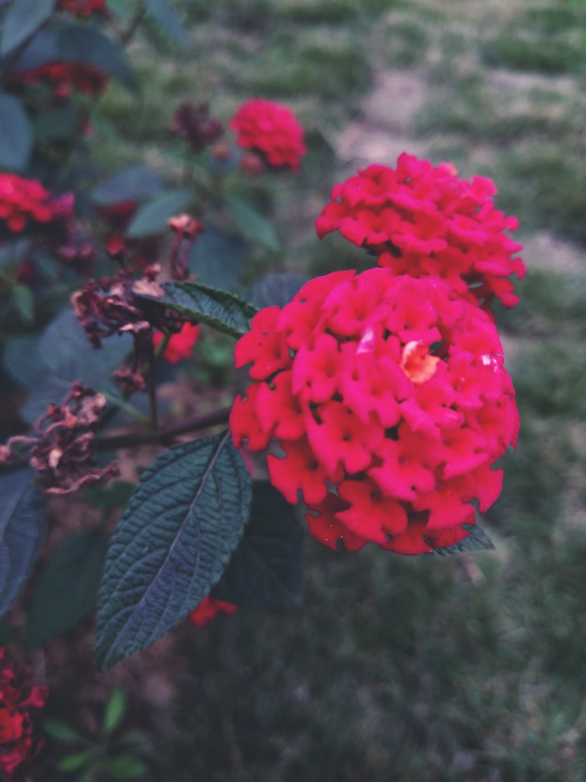 朝花夕拾 五色梅