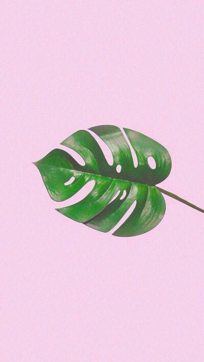 叶子粉丝绿色清新