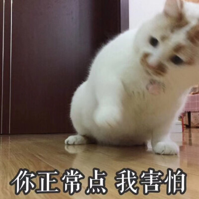 楼楼