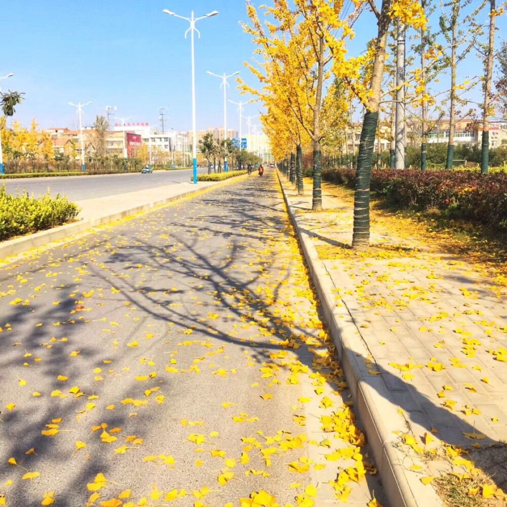 下班途中，遇满地金黄银杏叶