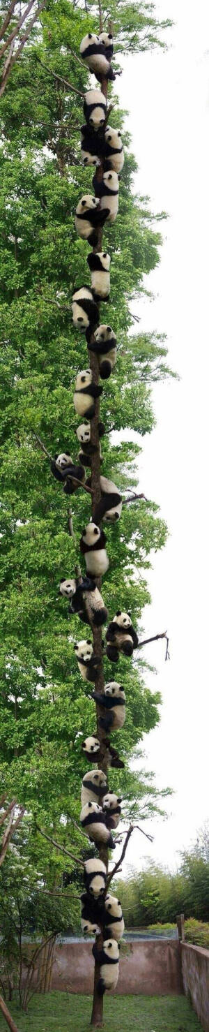 熊猫    撸串