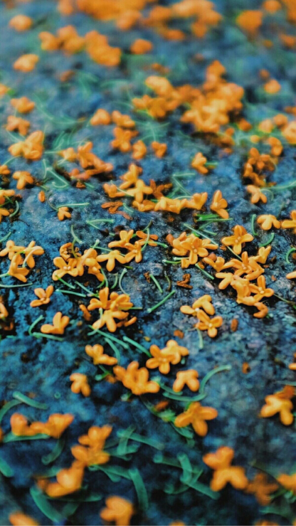 桃花影落，碧海潮生。