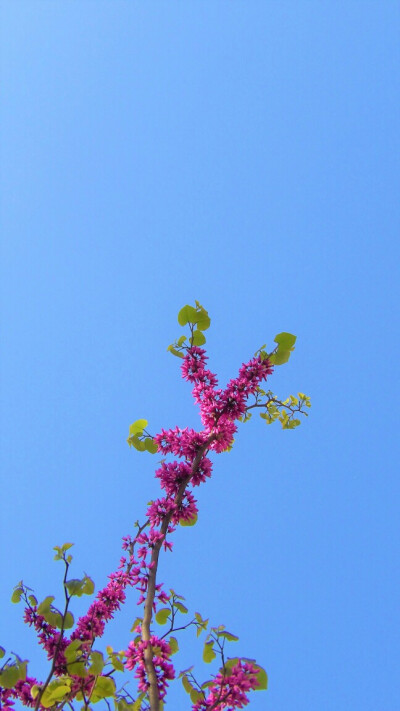 花枝下有晴天