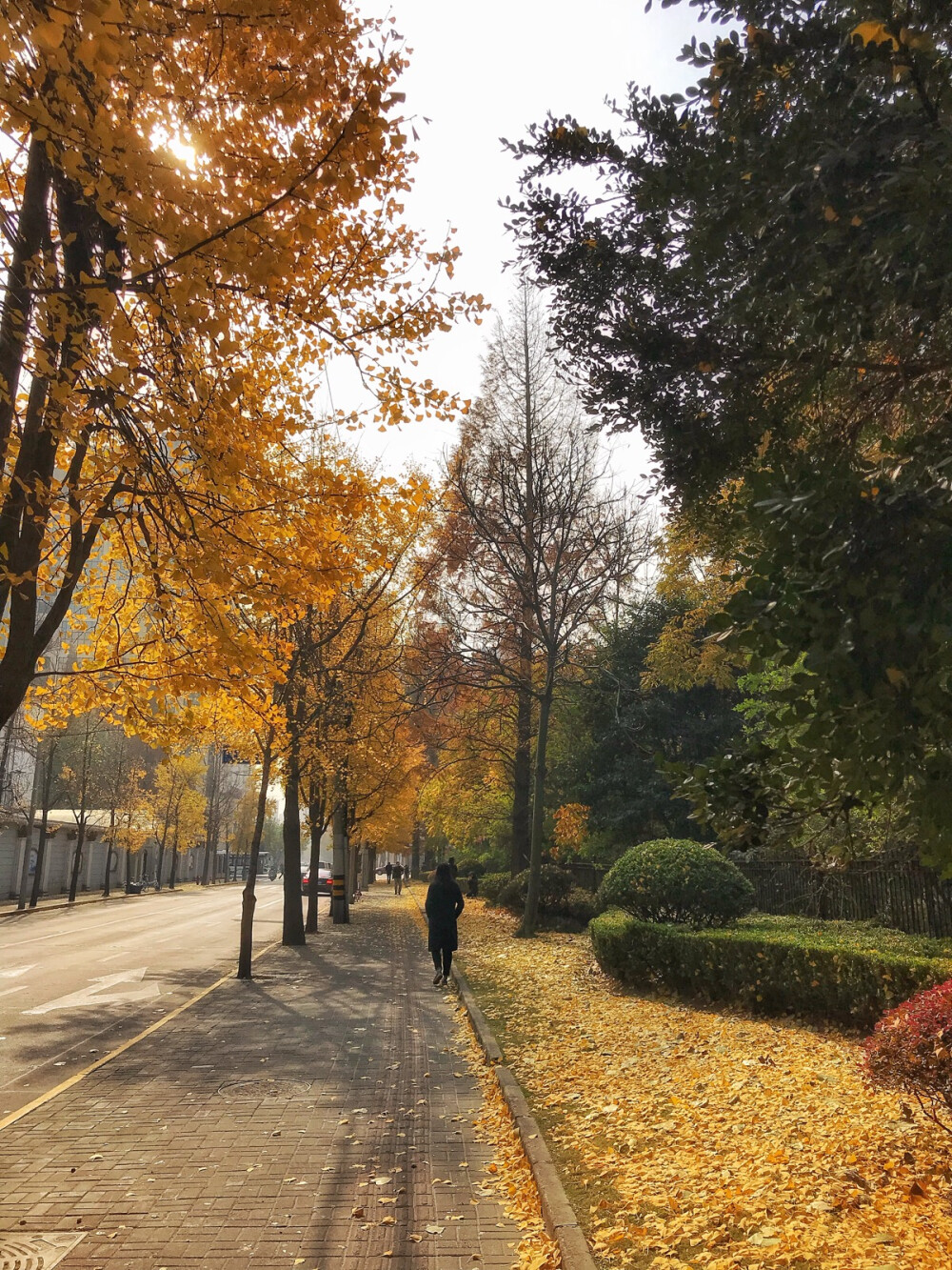 路過一片銀杏大道