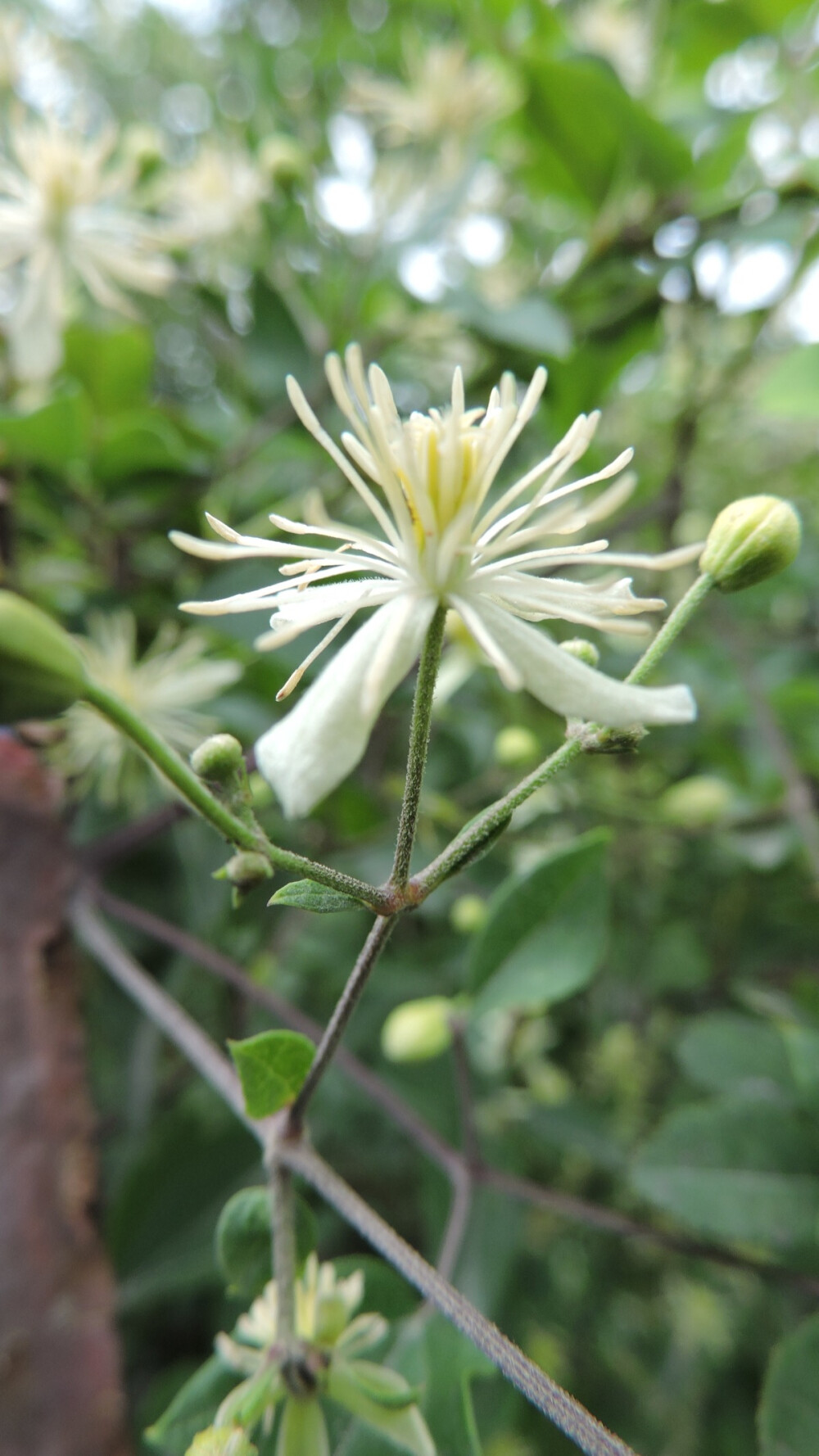 毛茛科铁线莲属 威灵仙 白色，四瓣舌状花