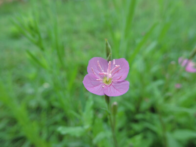 粉花月见草