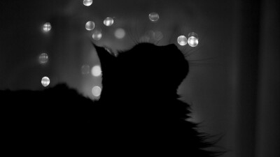 目光放远,万事皆悲——钱钟书 ​​​​General 2560x1440 cat silhouette photography bokeh monochrome animals night