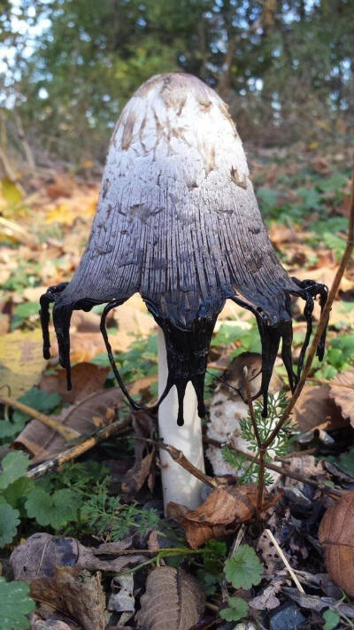 墨汁鬼伞【inky cap】【学名Coprinopsis atramentaria，来源于拉丁语 墨汁】这个名字好酷哦，感觉不用加工就可以进游戏物品栏了！
菌盖初期卵形至钟形，当开伞时一般开始液化流墨汁状汁液，未开伞前顶部钝圆，有灰…