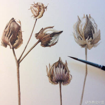 #手绘植物# LGastinger，植物学艺术家，插画家。