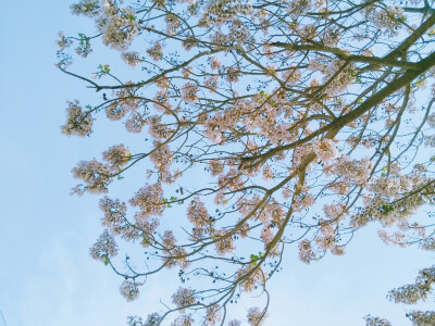 春天不知名的花