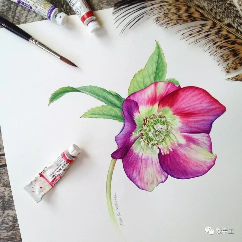 印度尼西亚插画师Eunike Nugroho水彩植物插画