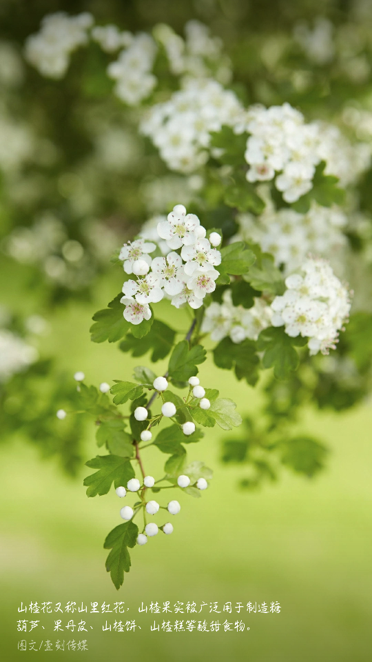 山茶花