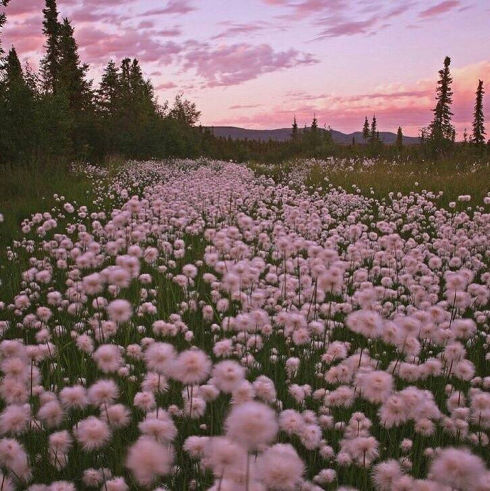 粉色 天空 花海 背景图