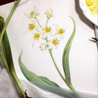 #手绘植物# 来自于艺术家 | Kyoko的作品分享