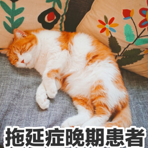 呐，猫日