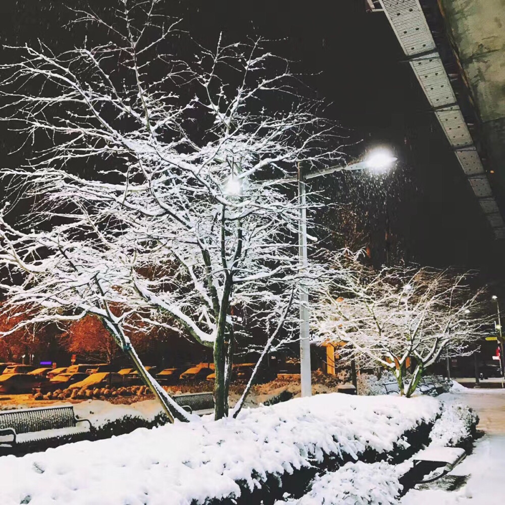 加拿大 Lansdowne skytrain下的树