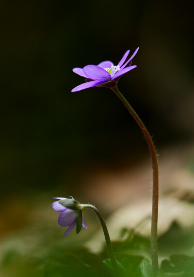 一花一世界