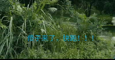 卢卓，拜见宫主大人，表情包（图源微博）