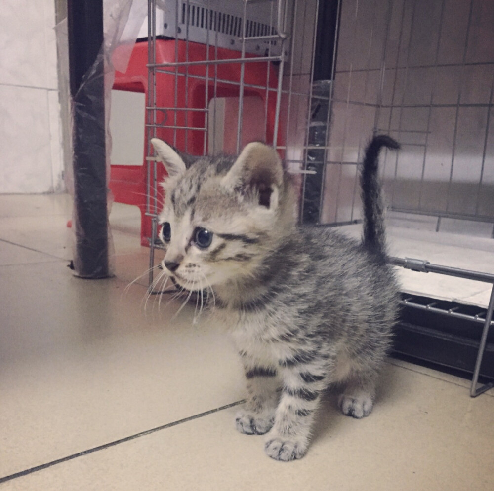 刚来时的样子，好稚嫩⁄(⁄⁄•⁄ω⁄•⁄⁄)⁄